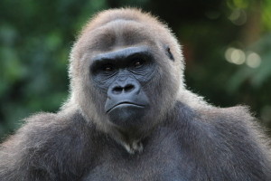 gorilla