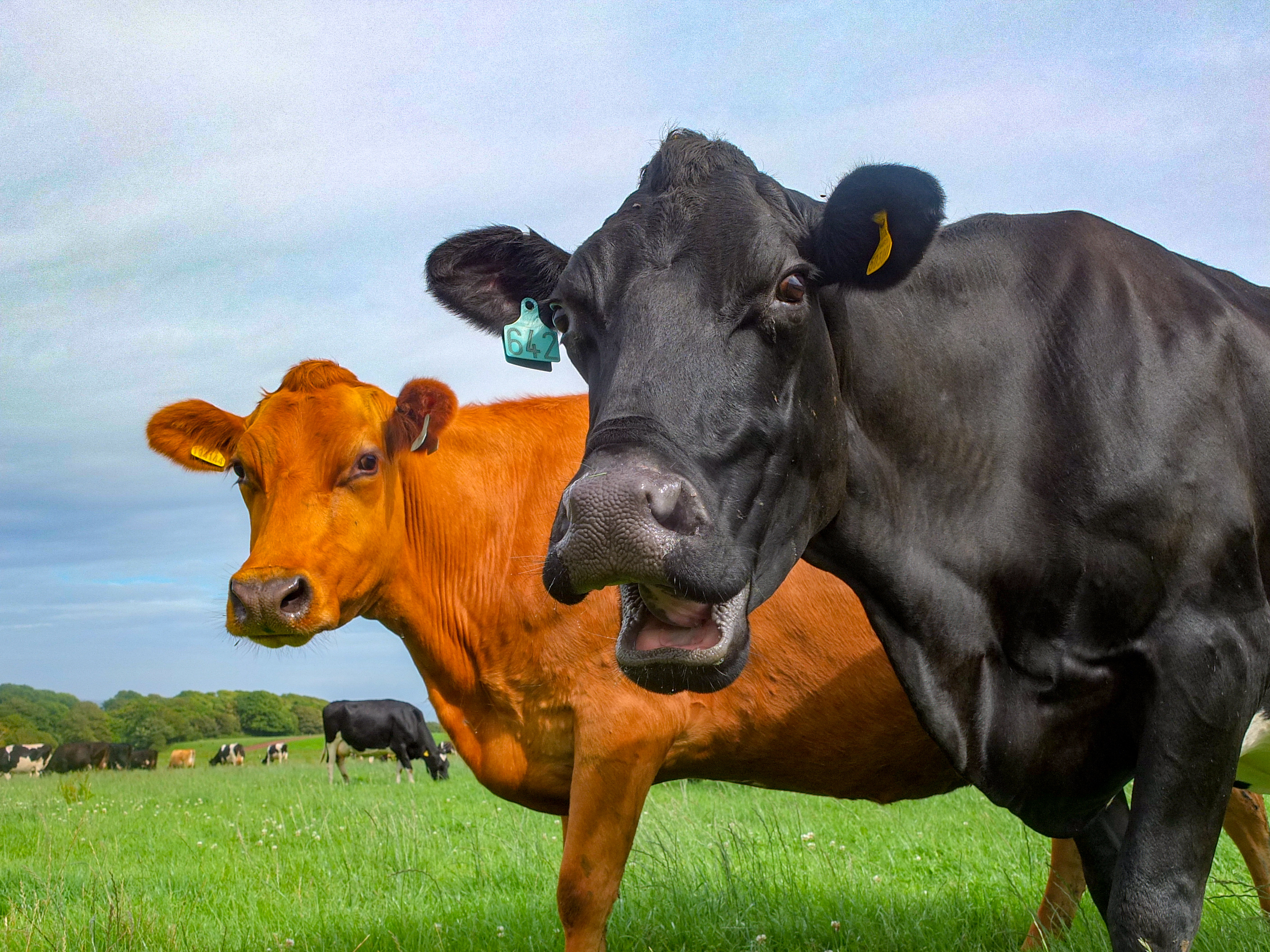 Cisco Enterprise Agreements: Where’s the Beef?